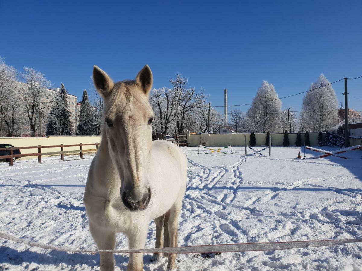 Farm Stay Nh Stables Nyrany Екстер'єр фото