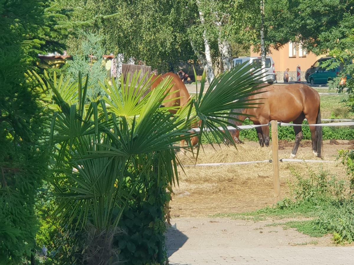 Farm Stay Nh Stables Nyrany Екстер'єр фото