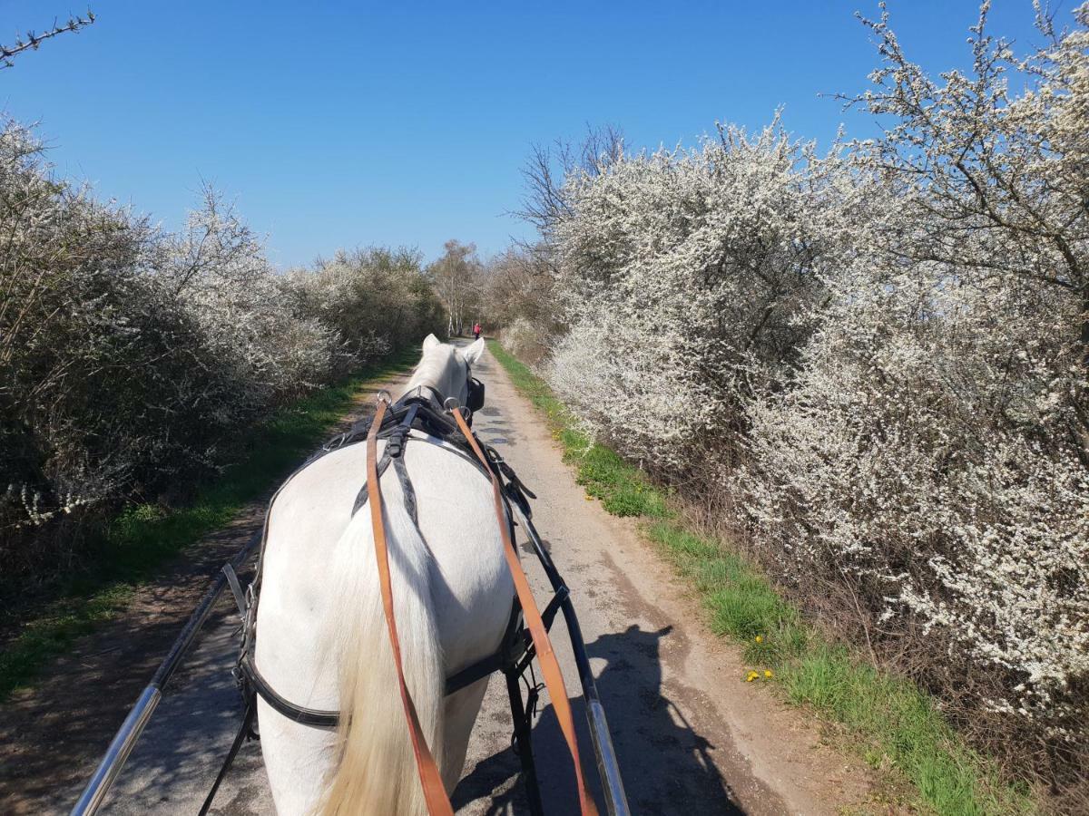 Farm Stay Nh Stables Nyrany Екстер'єр фото